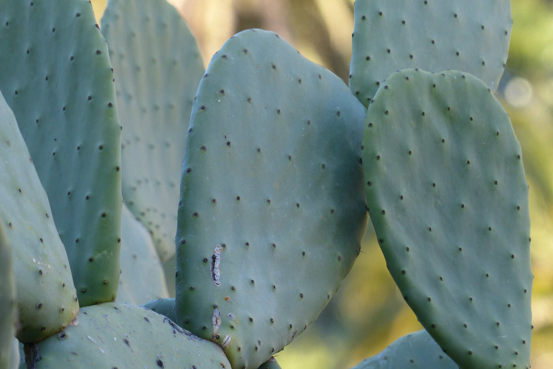 Nopal cactus voor productie cactusleer
